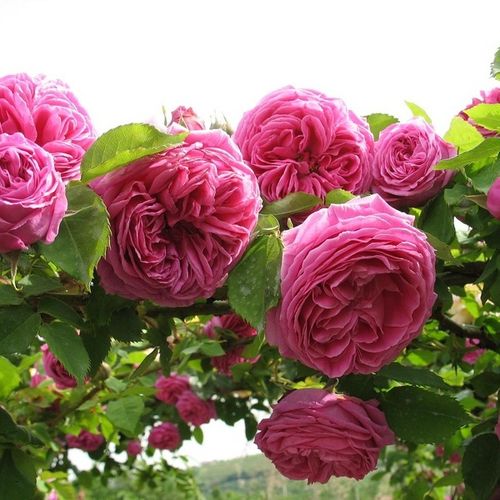 Shop - Rosa Madame Isaac Pereire - rosa - bourbonrosen - stark duftend - Armand Garçon - Verträgt auch halbschattige Standorte. Ist auch als Schnittblume geeignet.